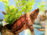 Snapper in Tank.jpg