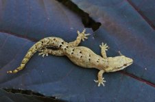Lepidodactylus lugubris.jpg