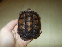Snapper Pic 1.jpg