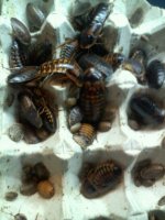 roaches.jpg