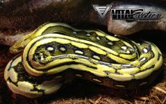 1.0-Tiger-Het-Pied-750.jpg