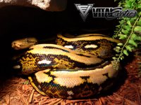 1.0-Tiger-Het-Pied-2-500.jpg