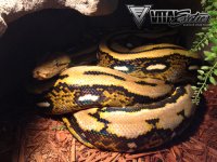 1.0-Tiger-Het-Pied-1-500.jpg