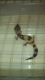 IMG_20130424_184514_641.jpg