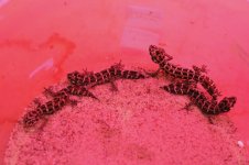 Teratolepis fasciata - 0.4.jpg