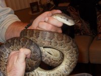 Snakes 006.jpg