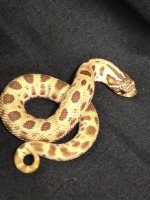anaconda male.JPG