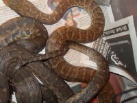 Snakes 004.jpg