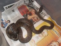 Snakes 008.jpg