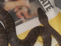 Snakes 007.jpg