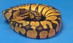 Pastel het Albino male 1.jpg