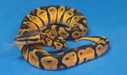 Pastel het Albino Female 1.jpg