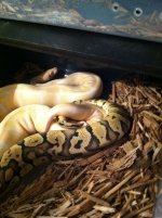 Super Pastel Albino Female breeding.jpg