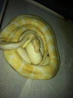 Albino on eggs.jpg