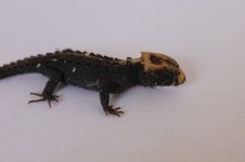 IMG_7720.jpg