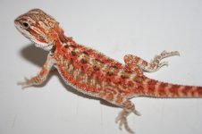 more pics 034.jpg