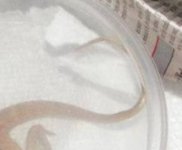 Malestrom Beardie -1.jpg