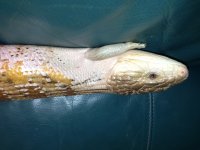 IMG_0248.jpg