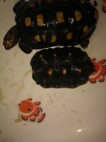 IMG_20130201_182227.jpg