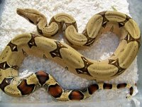 HaugePeruBoa2.jpg