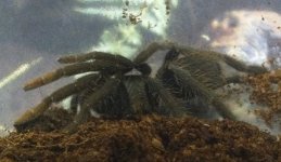 moar spiders (1).JPG