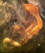 crested (1).JPG
