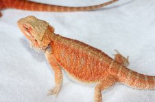 IMG_4653.jpg