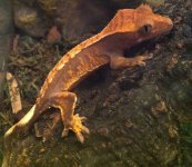 crested (2).jpg