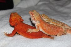 IMG_4594.jpg