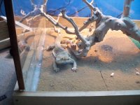 Beardie1.jpg
