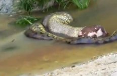 article-anaconda-1127.jpg