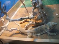 Beardie2.jpg