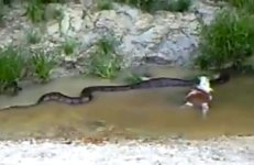 article-anaconda2-1127.jpg