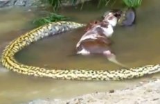 article-anaconda3-1127.jpg