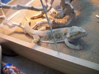 Beardie3.jpg