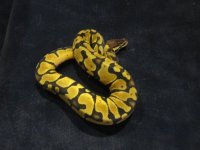 female pastel.jpg