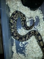 LT ovulation 13.jpg