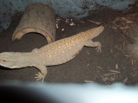 100_1027.jpg
