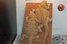 DSC_8472[1].jpg
