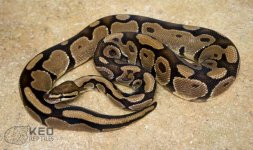 provenspecter_zps4c8cdf40.jpg
