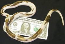 piebald eastern adult female Alabama line.jpg