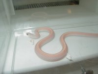04 24 2008 Eastern Leucistic lucy adult male.JPG