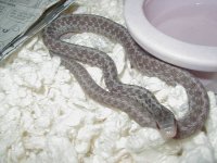 Eastern silver adult male CB 2008.JPG