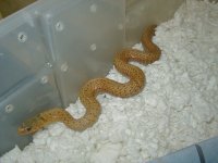Eastern golden garter adult female.JPG