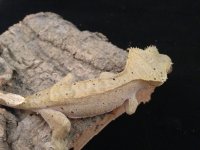 Dalmation Crested Gecko #2 (6).jpg