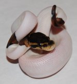 Black Pastel Pied balled.jpg