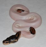 Black pastel Pied.jpg