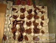 25ct-discoid-nymphs-mixed-12-1 (1).jpg