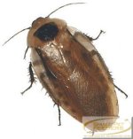 25ct-discoid-nymphs-mixed-12-1.jpg