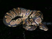 Chocolate1.jpg
